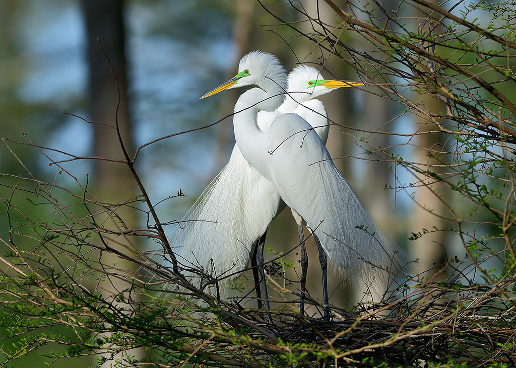 Great Egret