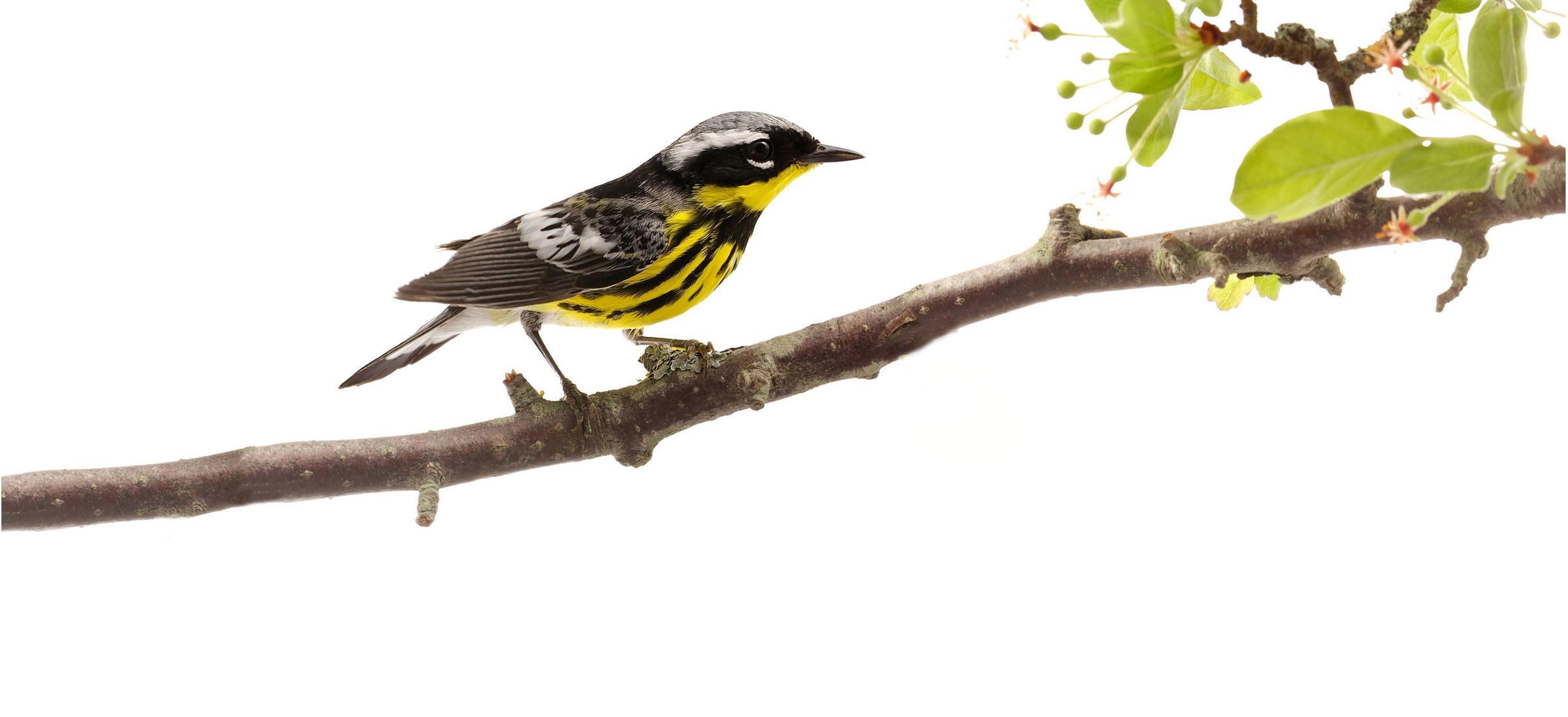 mag-0-jpg-audubon-delta