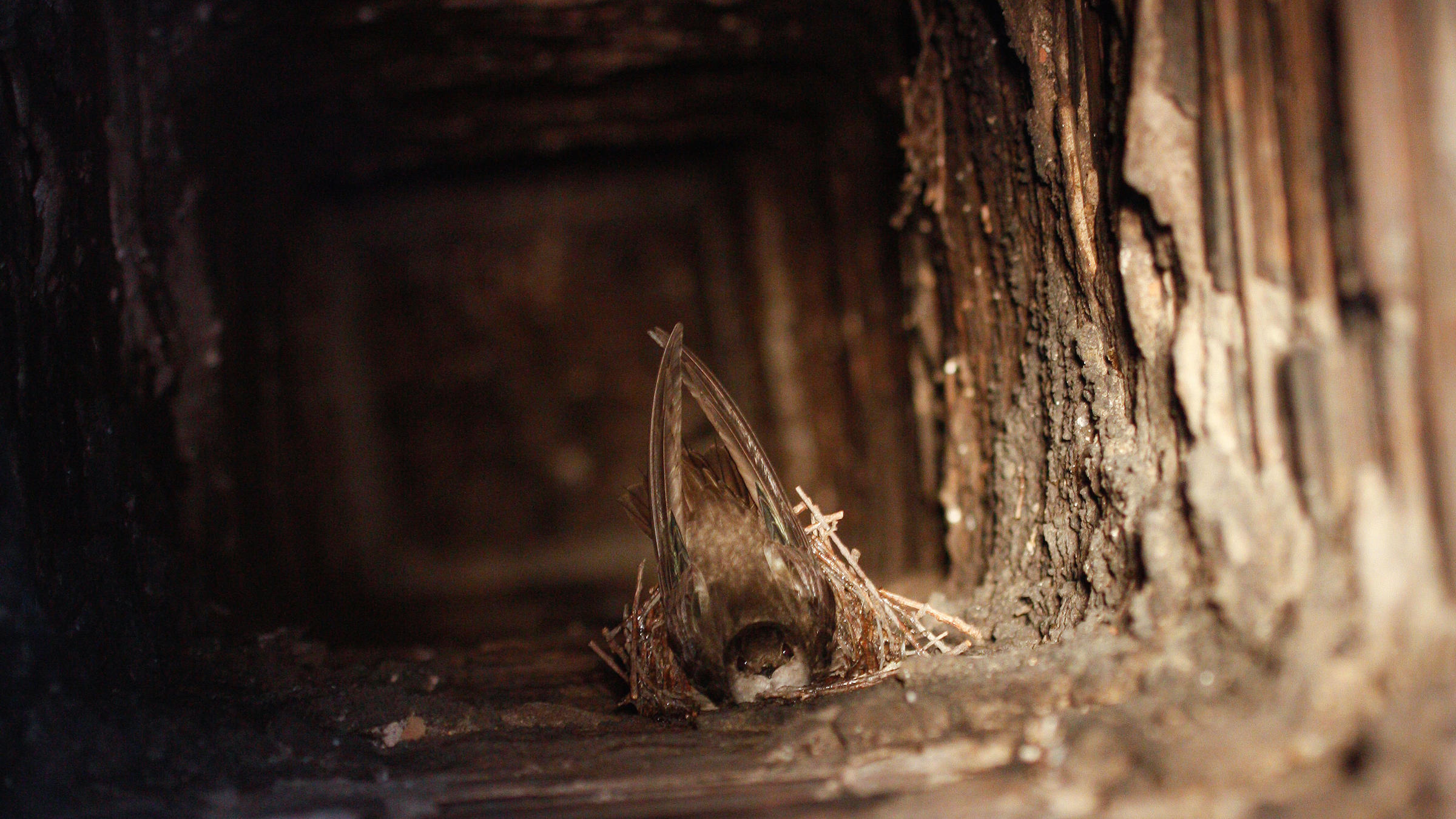 Chimney Swift nest