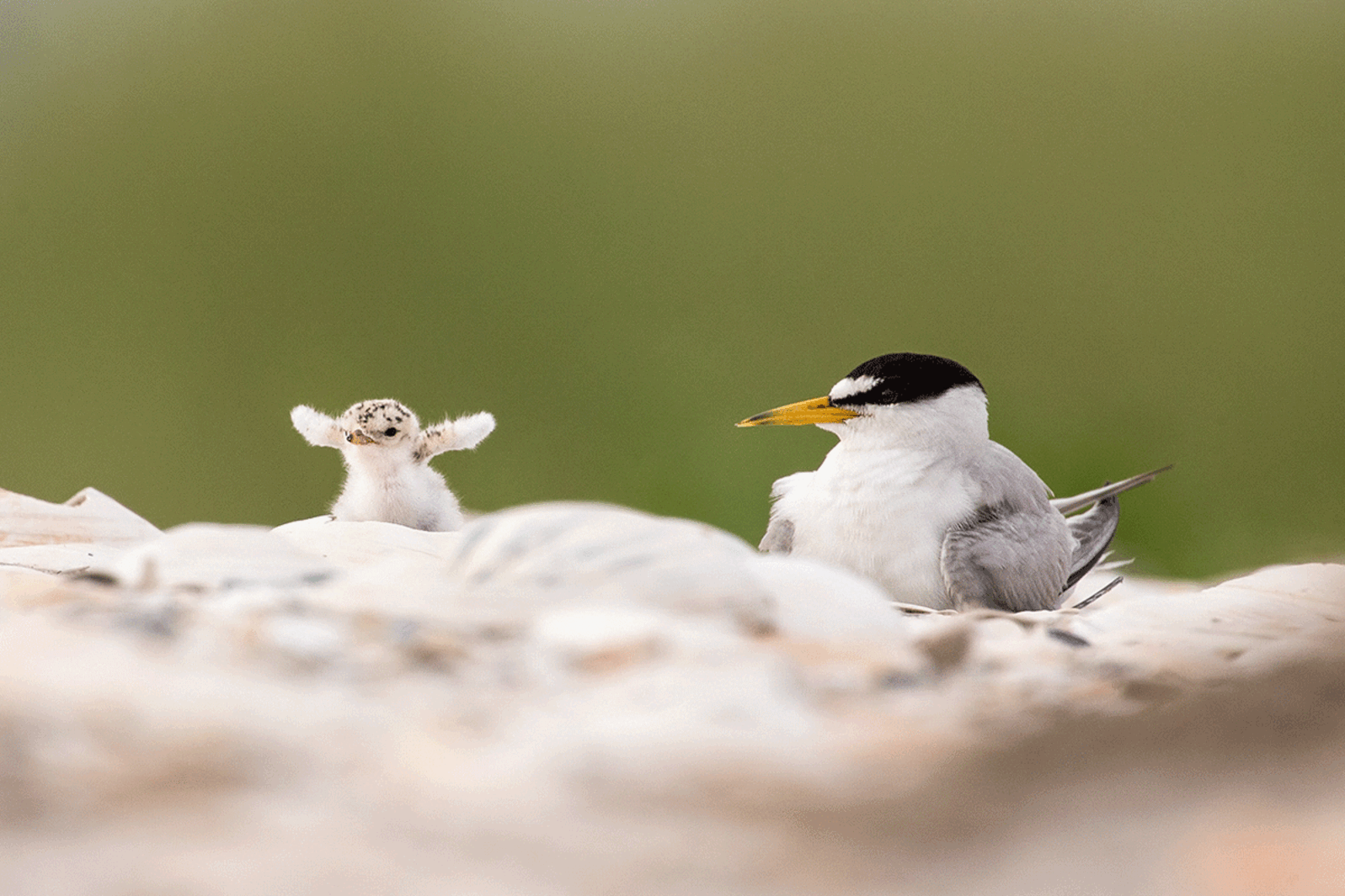 A least tern sits in a nest next two a small chick stretching its wings.