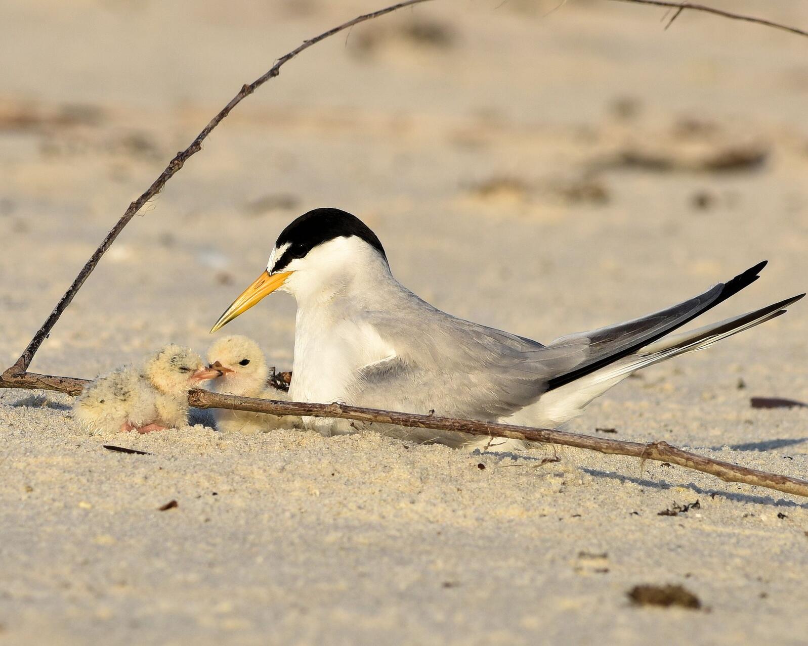 Least Tern with two chicks on a Mississippi beach.