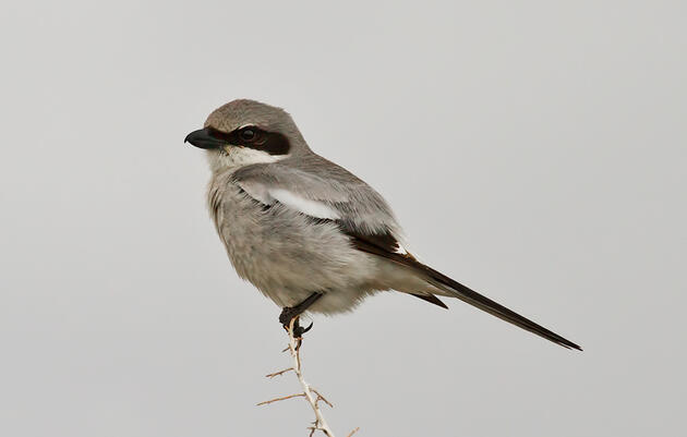 Long-term monitoring of the rapidly declining Loggerhead Shrike in Arkansas
