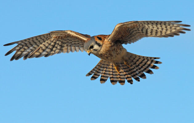 Ty Sharrow - American Kestrels in Northeast Arkansas: Nest Box Use and Effects on Agricultural Pests