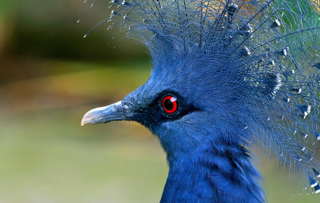 Papua New Guinea Birds and Wildlife with Karen Holliday