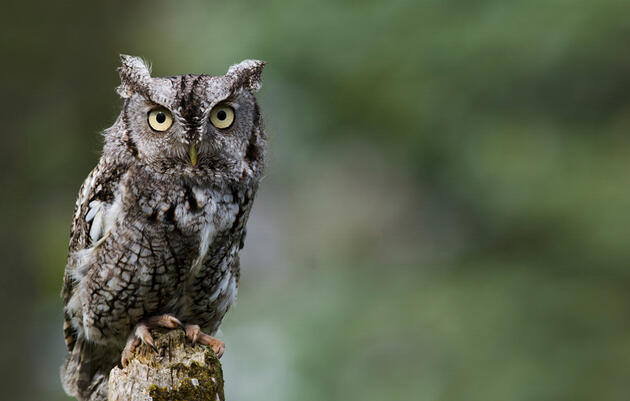 Mitchell Pruitt, Ph.D. — Effects of urbanization on space use and survival of a resident forest owl
