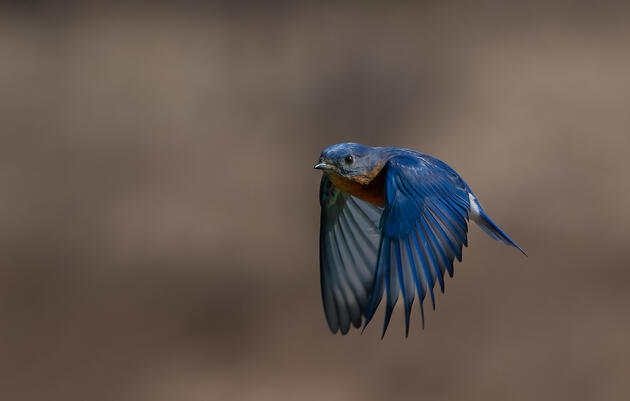 Dr. Virginie Rolland - Are bluebirds equipped to face climate change?