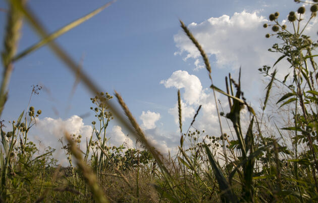 Southern Grasslands with Theo Witsell