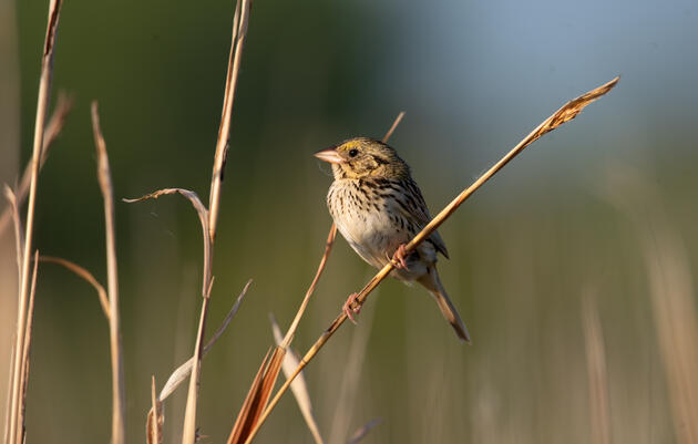 Kevin Krajcir - Changes in Habitat Associations and Responses to Prescribed Fire of Henslow’s Sparrows in South Arkansas