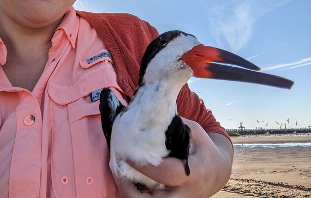 Audubon Delta’s Coastal Stewardship Program