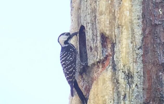  Ecology and Recovery of the Endangered Red-cockaded Woodpecker in Arkansas