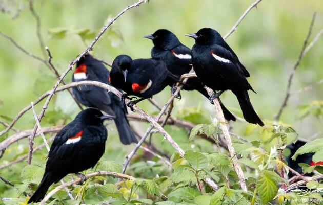 Tricolored Blackbird Conservation: Teamwork makes the dream work