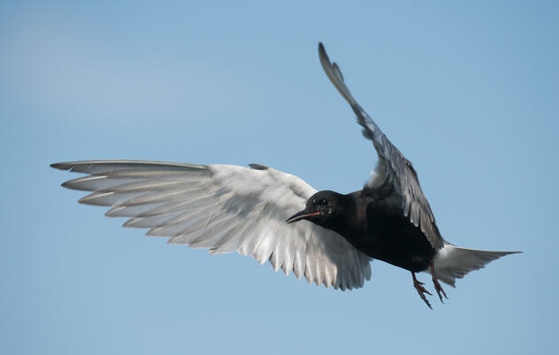 Motus Tower Tracks Black Tern