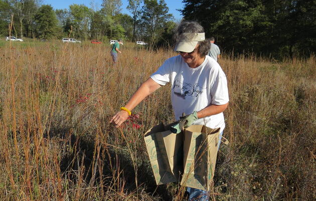Volunteers Help Seed the Future of Arkansas's Prairies