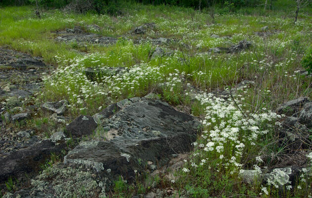 Flowers of the Nepheline Syenite Glades