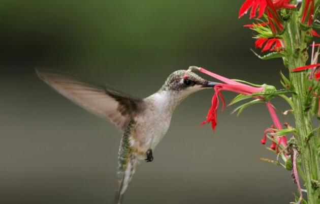 Hummingbird celebration promises fun and education for everyone