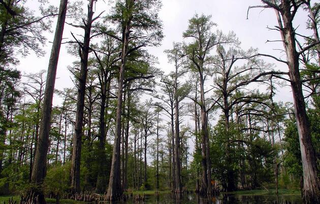 Audubon and Sierra Club Win Major Environmental Benefits for Arkansas in Turk Settlement