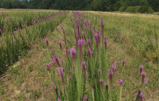 Natural Areas as Seeds for Restoration: The Arkansas Native Seed Program