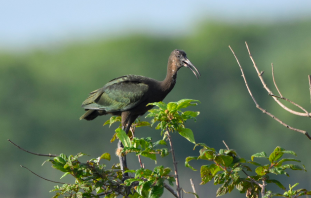 Coastal Stewardship – Mississippi 