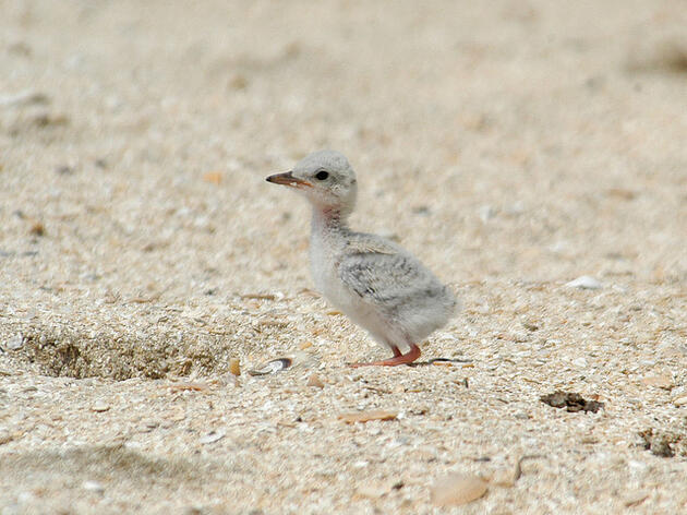 Audubon Louisiana Asks for Public’s Help on Gulf Coast Beaches this Memorial Day Weekend