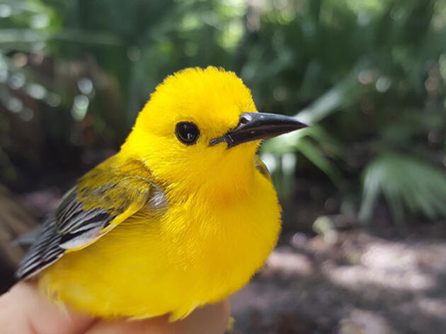 2016 Prothonotary Warbler Geolocator Deployment