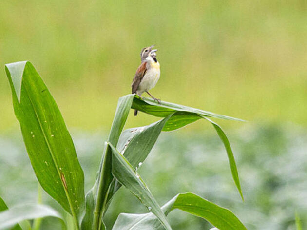 Audubon Arkansas Launches Community Science Dicamba Damage Monitoring Program