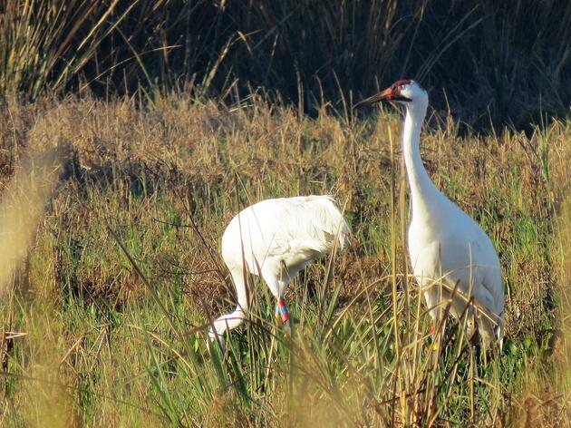 Whoop whoop for the return of the Whoopers!