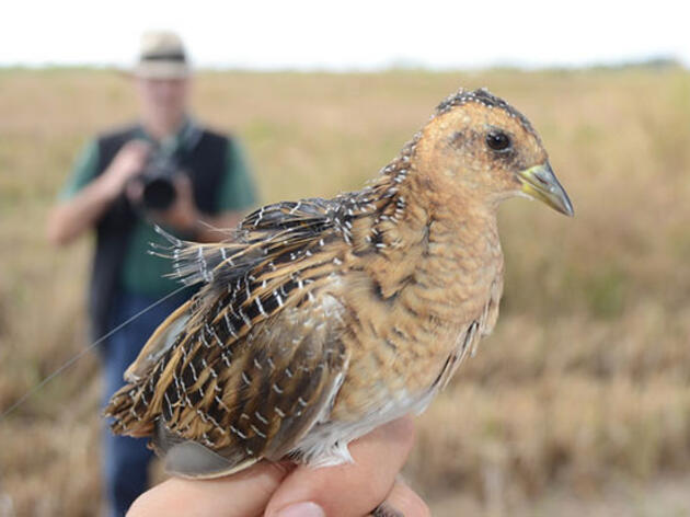 Meet the Cutest Member of the Rail Family - The Yellow Rail!