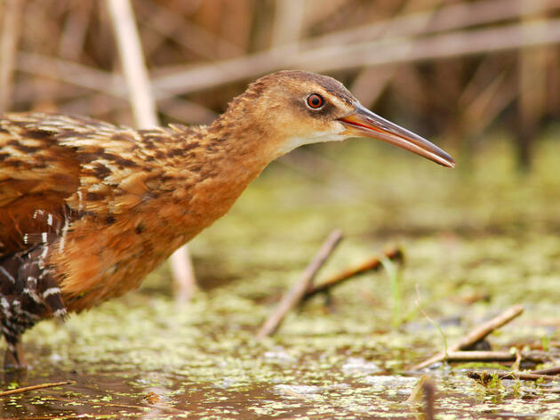 Louisiana Coastal Restoration Project Vital to People and Birds Takes Major Step Forward 