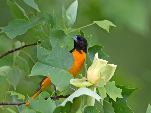 Seven Simple Actions to Help Birds