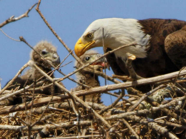 The Bald Eagle: A Louisiana Success Story