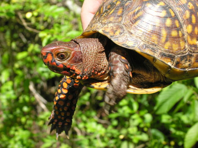 Flora & Fauna of Fourche Creek