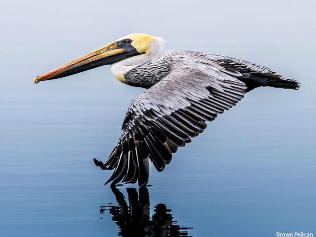 Audubon Announces Comprehensive Gulf Restoration Plan