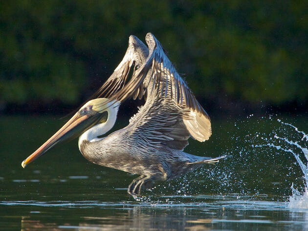 No Thanks, Congress. The Endangered Species Act Works Well As Is.