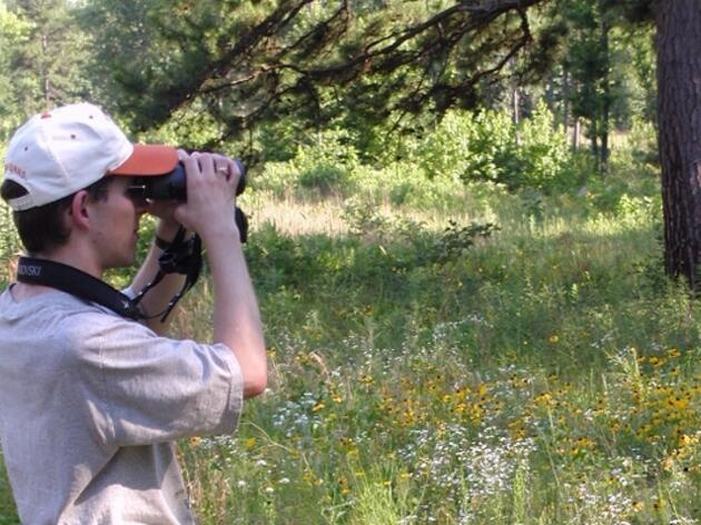 Arkansas Birding