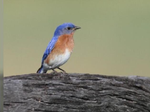 Bluebird makes dramatic comeback in Arkansas