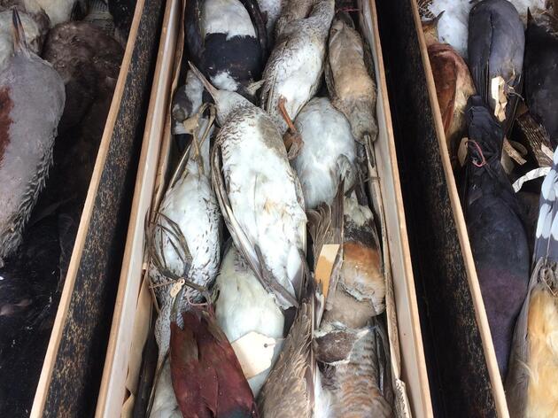 Newton's Birds