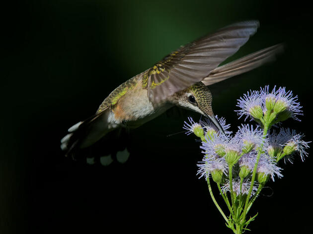 Restore the Mississippi River Delta Coalition 
