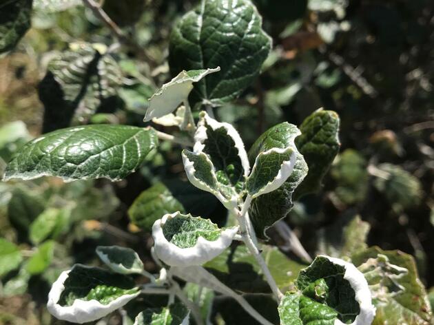 Audubon Arkansas Relaunches Community Science Dicamba Damage Monitoring Program
