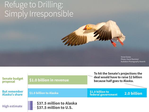 Arkansas Birds Lose if We Drill in the Arctic Refuge