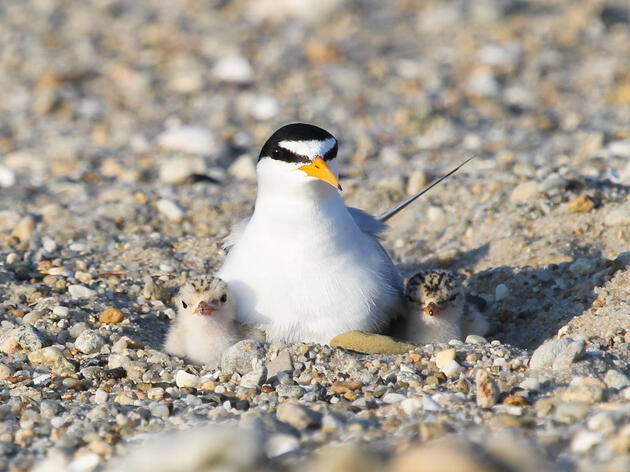 Endangered Birds Find Shelter at the Port