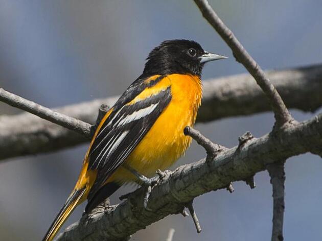 Saving Arkansas's Climate Threatened Birds