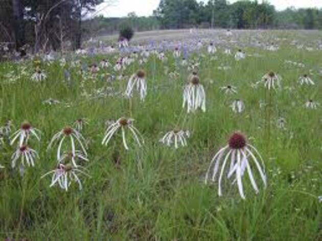 Blackland Prairie Education 
