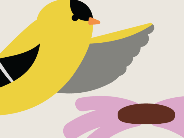 For Kids!- Plants for Birds