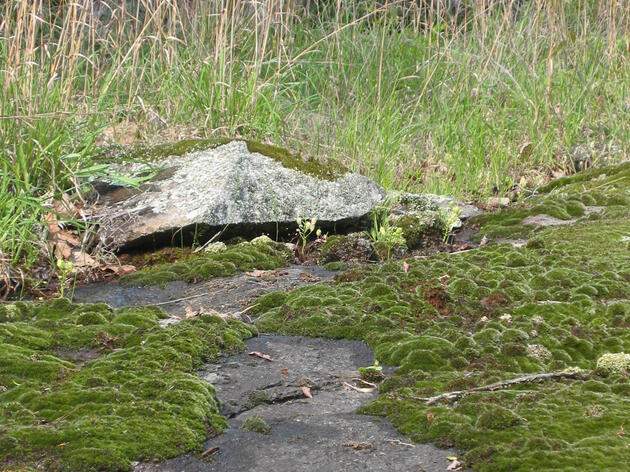 Nepheline Syenite Glade