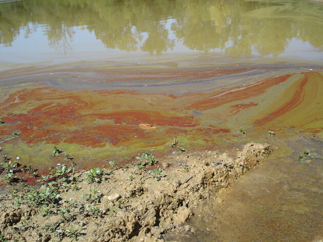 Report Pollution Problems