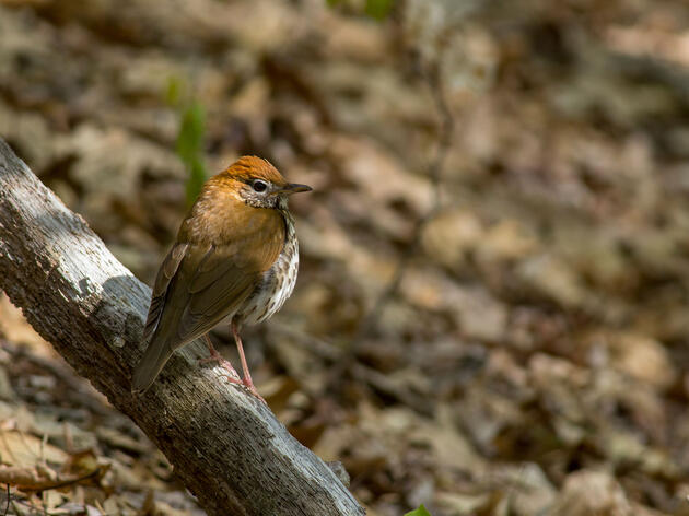 Birds & Climate Change