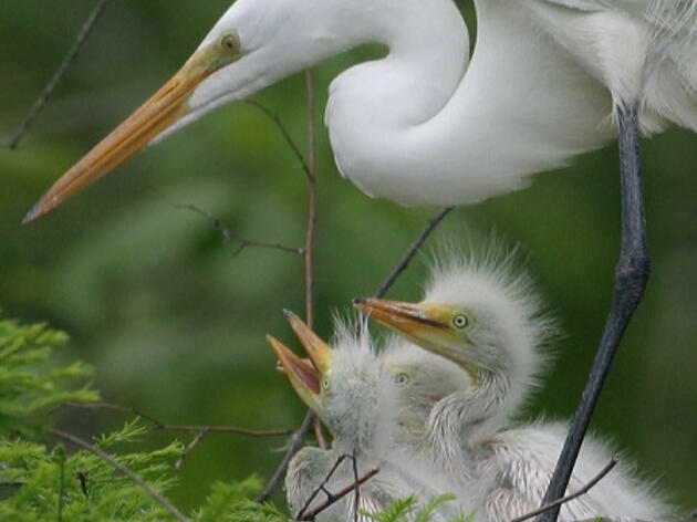 Important Bird Areas in Arkansas