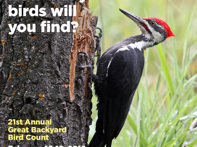 It’s Year of the Bird: Join a Global Bird Census Happening Right in Your Backyard