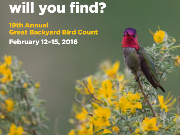 Look for El Niño Surprises During the Great Backyard Bird Count