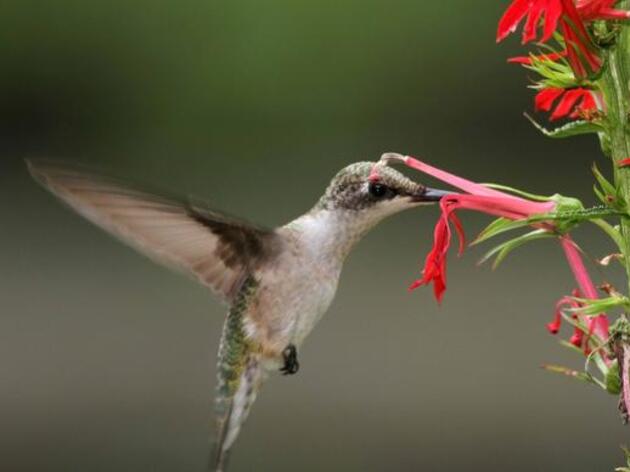 Hummingbird celebration promises fun and education for everyone